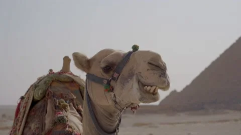 Camel at Pyramids Vídeos de archivo 171772706