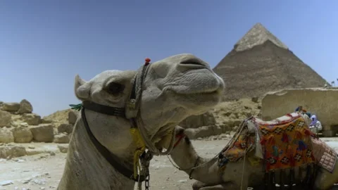 Camel At The Pyramids Of Giza In Egypt Stock Footage 158067852