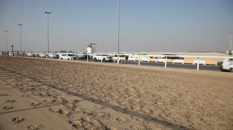 Camel race Видео 34306468