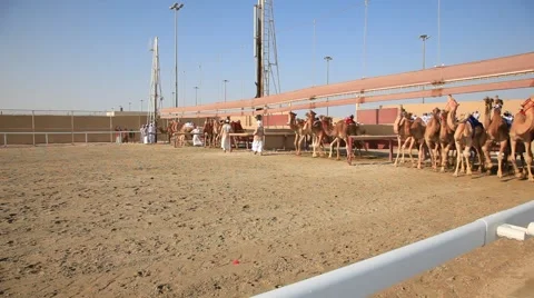 Camel race in Qatar Stock Footage 57731119