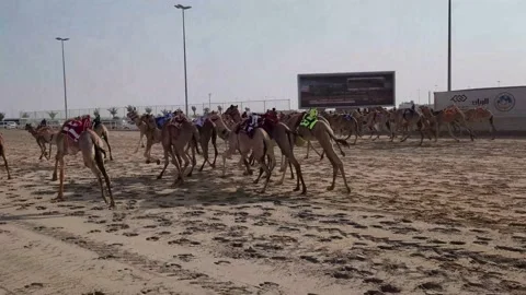 Camel Race Start Stock Footage 231127990