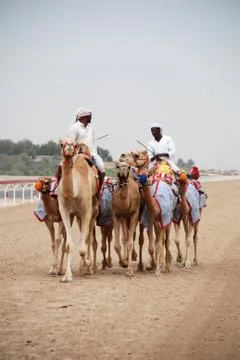 Camel racing Stock Photos