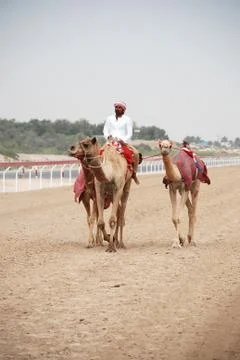 Camel racing Stock Photos