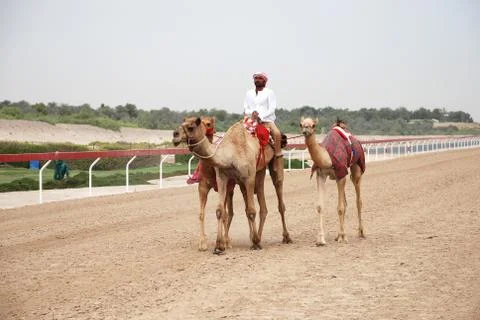 Camel racing Stock Photos