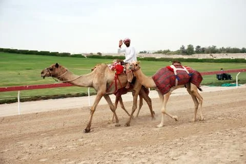 Camel racing Stock Photos