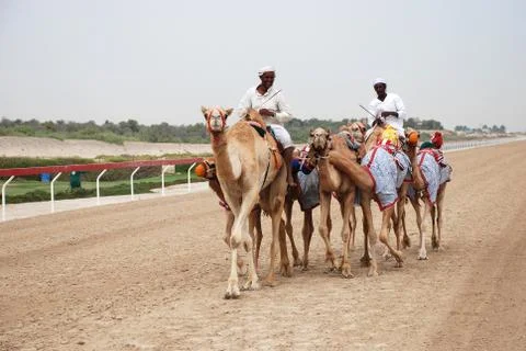 Camel racing Foto stock