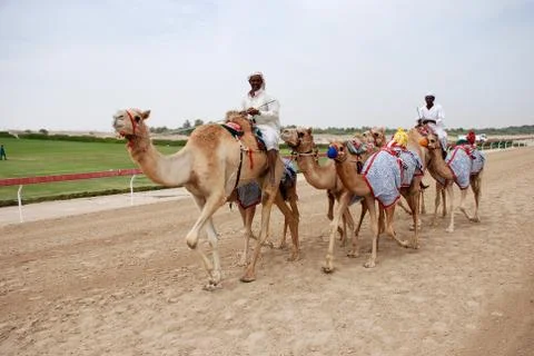 Camel racing Foto stock