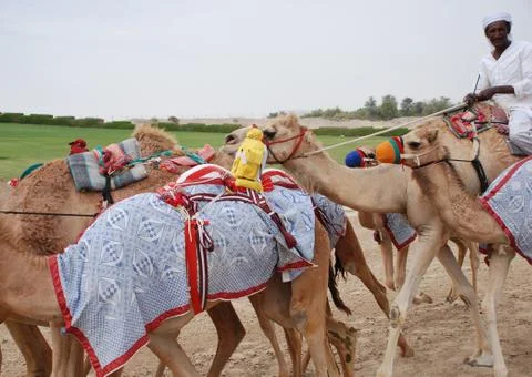 Camel racing Stock Photos