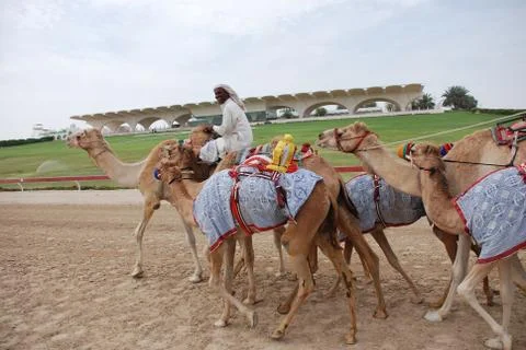 Camel racing Stock Photos
