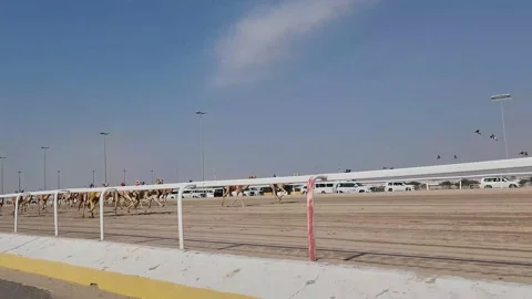 Camel Racing - Qatar Stock Footage 231039219