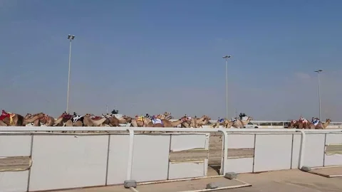 Camel Racing in Qatar Stock Footage 231039237
