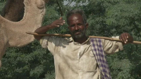 Camel in Rajasthan Stock Footage 714804