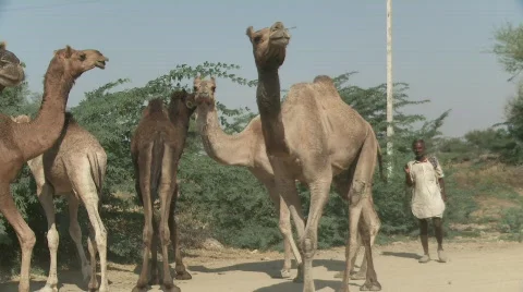 Camel in Rajasthan India Stock Footage 715215