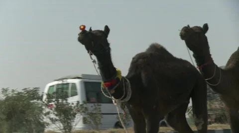 Camel in Rajasthan India Stock Footage 717252