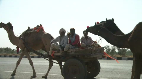 Camel in Rajasthan India Stock Footage 717364