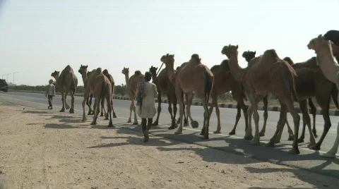 Camel in Rajasthan India Stock Footage 720108