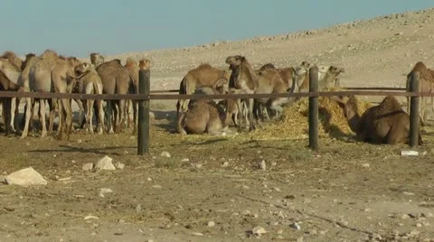 Camel Ranch - pen Stock Footage 22032132
