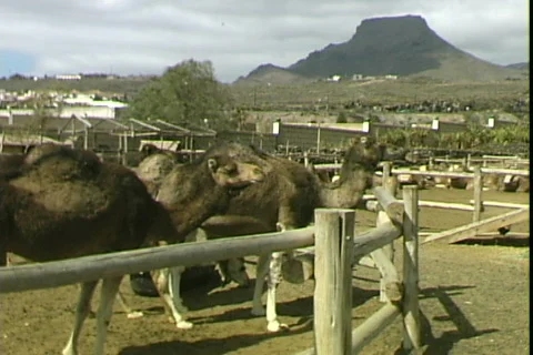 Camel Ranch-ws Видео 816760