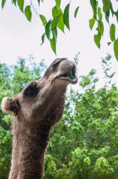 Camel reaching for tree leaves Stock Photos