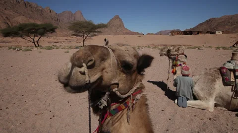 Camel resting and looking on camera in a bedouin camp, Hurghada, Egypt Stock Footage 38348382