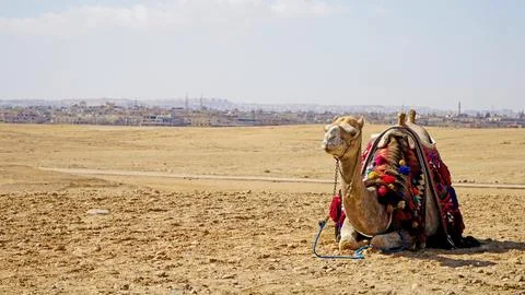 A Camel Resting in the Desert Photos