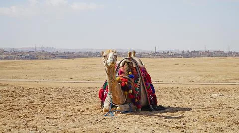 Camel Resting in the Desert Stock Photos