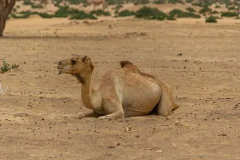 Camel resting in the desert Foto stock
