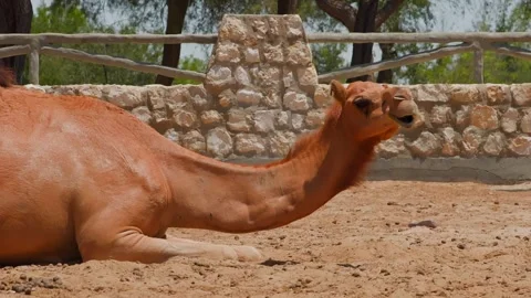 Camel resting in enclosure with stone wall, wooden fence, daytime 스톡 동영상 347851242