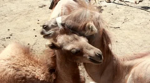 Camel Resting Video stock 21238119