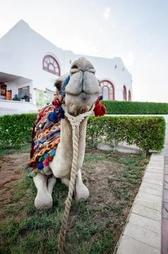 Camel resting in front of white building under clear sky Stock Photos