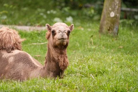 Camel resting on grass Foto stock