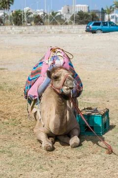 Camel resting on the ground Stock Photos