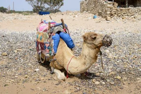 Camel resting Stock Photos