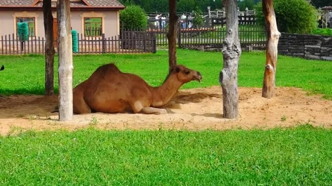 Camel resting under shade in a park during a sunny day Vídeo Stock 337464461