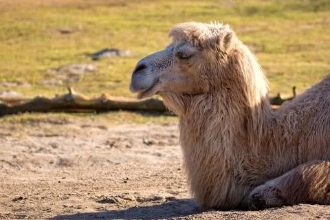 Camel resting in the wild Stock Photos