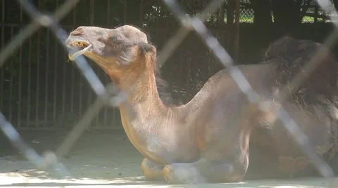 Camel Resting in Zoo Stock Footage 59906894