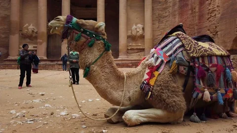 A camel rests against the backdrop of the ancient city of Petra, Jordan Stock Footage 123601247