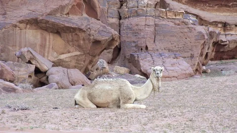 Camel rests in a stone desert Stock Footage 112860558