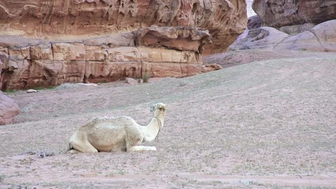 Camel rests in stone desert. Red rocks and sand. Stock Footage 112859142