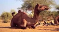 A camel rests on the Thar Desert HD Footage