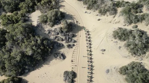 Camel Ride in the desert 库存影片 256837700