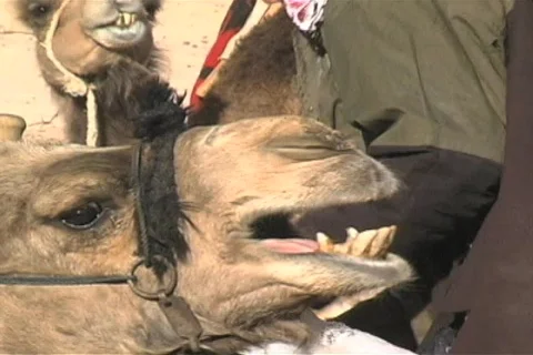 Camel ride Stock Footage 96671
