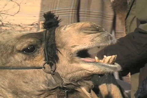 Camel ride Stock Footage 572194