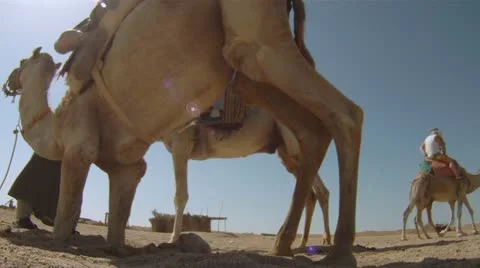 Camel ride Stock Footage 12154787