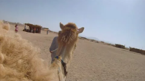 Camel ride Stock Footage 12154809