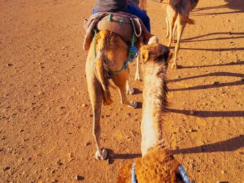 Camel ride in morocco Stock Photos