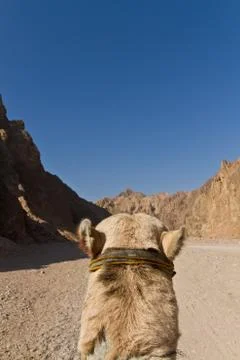 Camel ride Stock Photos