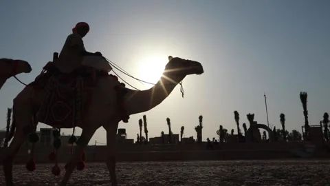 Camel Riders on Camel, Okaz, Al Taif, Saudi Arabia, August 2019 Stock Footage 136070516