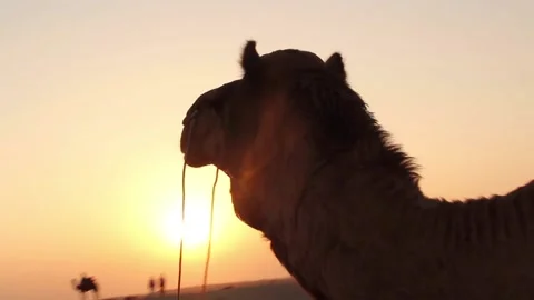 A Camel Rides Off Into The Sunset In The Thar Desert In India Stock Footage 159158005