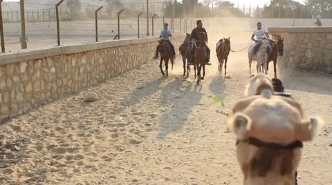 Camel riding in Cairo Video stock 42789045